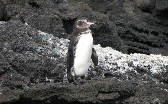 Where are Galapagos?