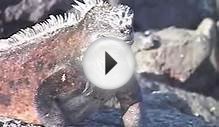 The Galapagos Islands - The Magic of the Galapagos