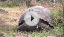 Top Documentary Films // ANIMALS OF THE GALAPAGOS ISLANDS HD